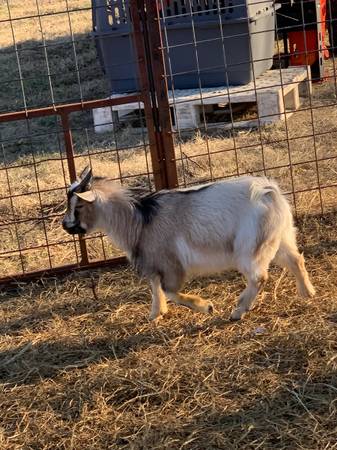 Male Goats