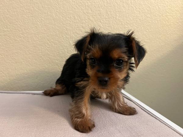 Yorkie puppies