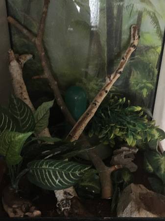 Gecko/lizard habitat