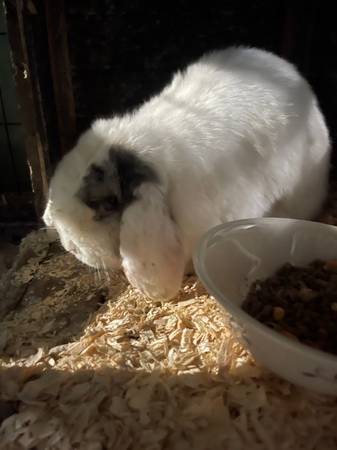 Holland Lop