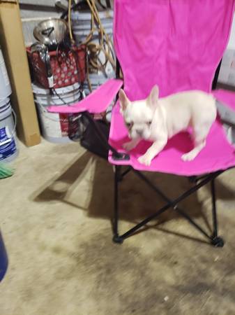 French bulldog female akc