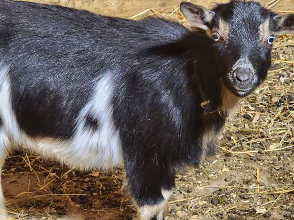 Nigerian drawf goats