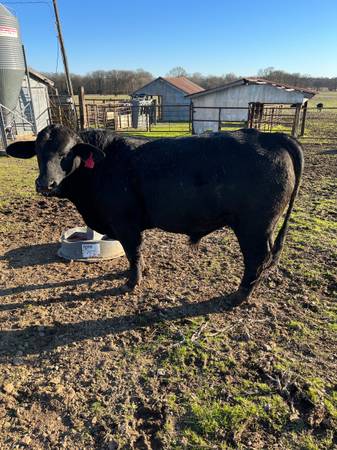 2yr old Brangus Bulls