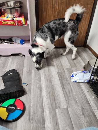 Rehoming for adult blue heeler/ Border colli