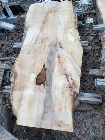 Large 3″ slab of Spalted Maple Log