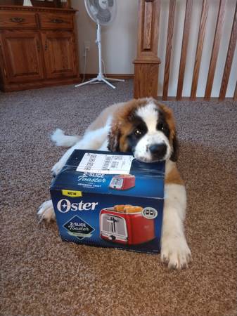 Saint Bernard Dog