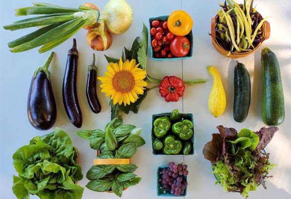 Local Organic Veggie CSA | Payment Plan Available!