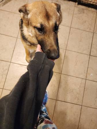 Female German Shepherd