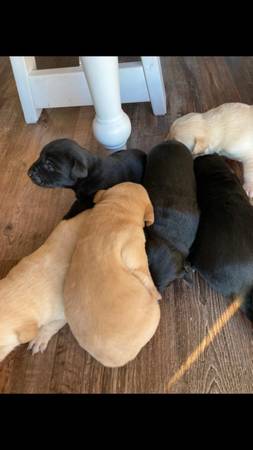 Lab/ Retriever Puppies