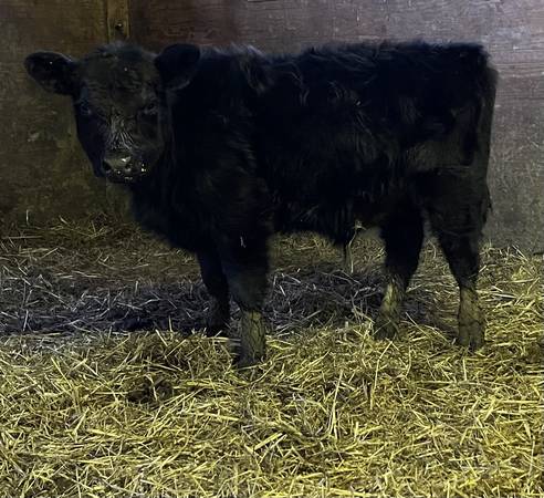 Miniature Lowline Aberdeen Angus Bull