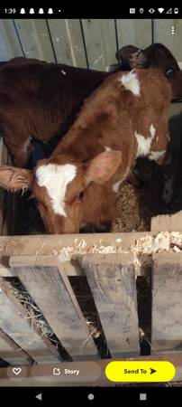 Bottle calves