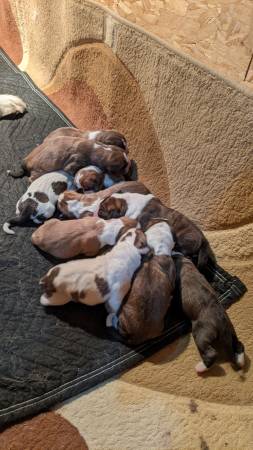 Central Asian Shepherd Puppies