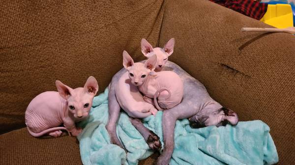 Sphynx kittens