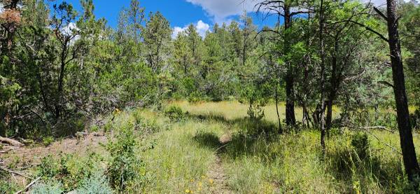 +/- 37.95 Acres in the Middle of Ruidoso—SELLER FINANCING AVAILABLE!