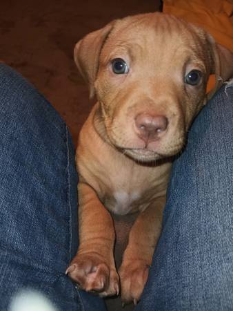 Pitbull puppies