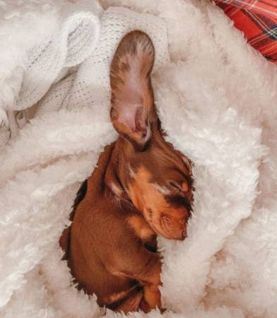 Excellent DD Dachshund puppies