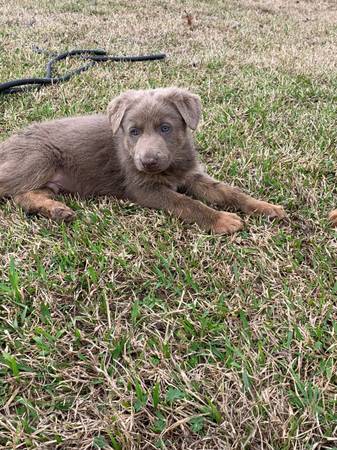 Liver German Shepherd puppies