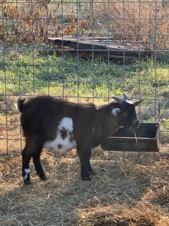 Male Goats