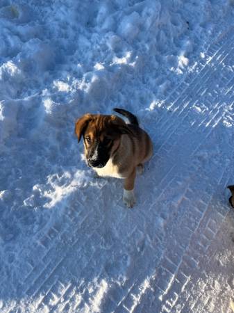 Rehoming German Shepherd/Red Heeler Puppies