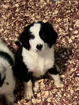 Springer Basset puppies