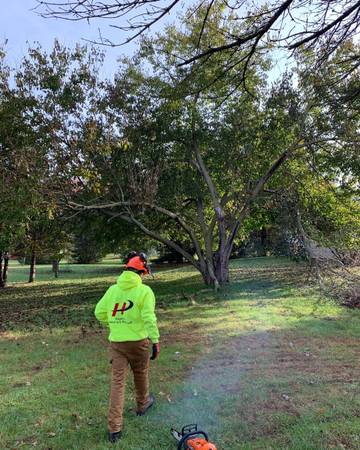 Tree Services Tree Removal / Tree Trimming / Stump Grinding