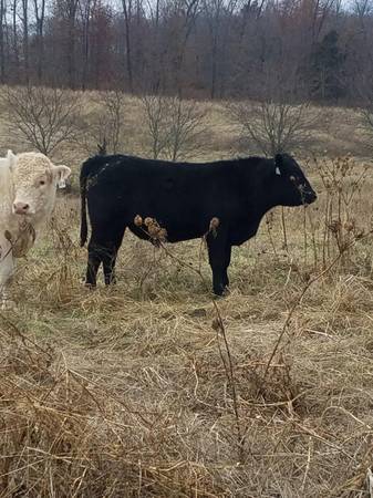 Black Angus Bulls