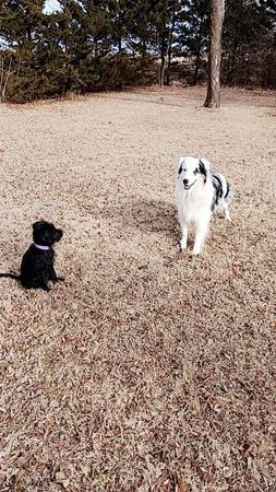 Black Double doodle pup