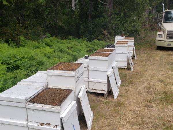 Bees for Almond Pollination