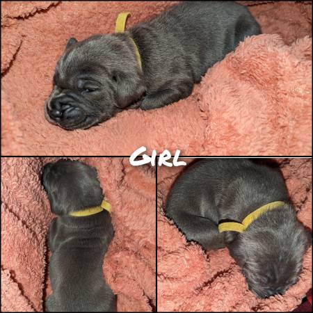 Cane Corso/Italian Mastiff Puppies