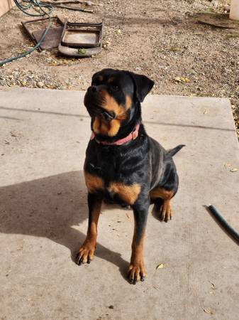 Rottweiler puppies