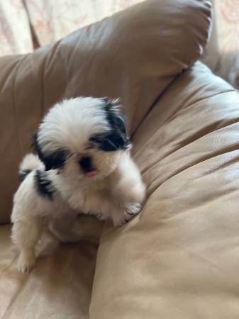 Shih Tzu Chin puppies