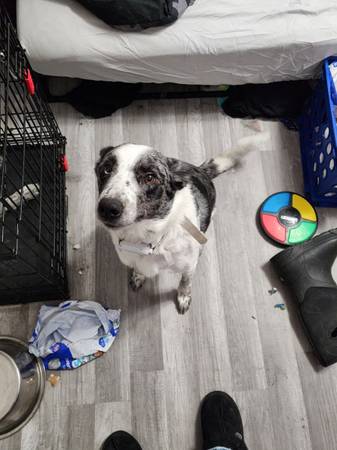 Rehoming for adult blue heeler/ Border colli