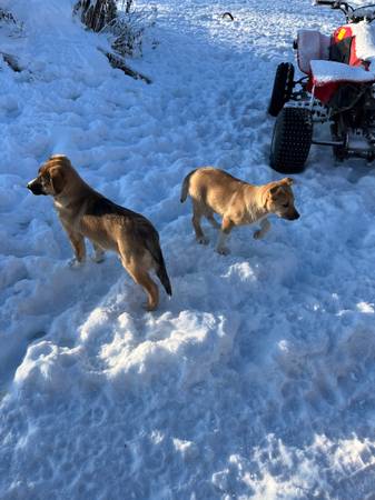 Rehoming German Shepherd/Red Heeler Puppies