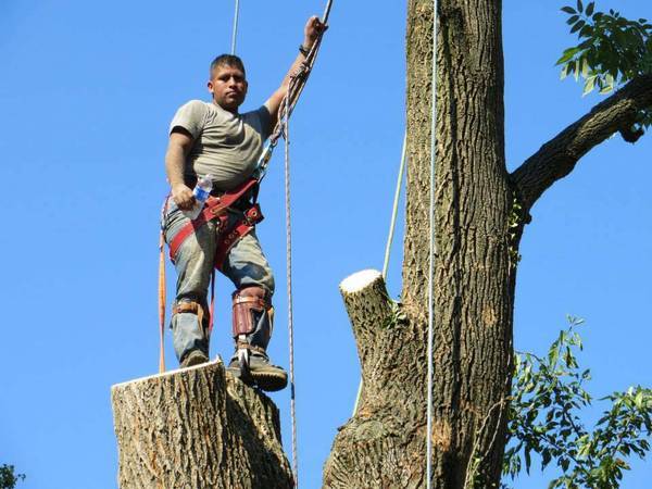 ??TREE SERVICE,TREE TRIMMING TREE REMOVAL BY MARIO??