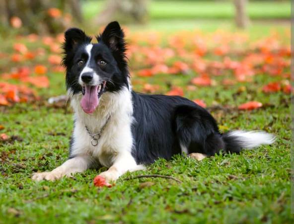 Border collie Stud service