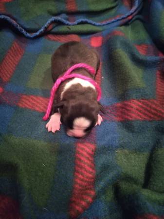 Boston Terrier Puppies