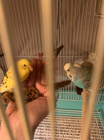 Looking for a bird lover to take in 2 budgies