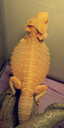 Bearded dragon