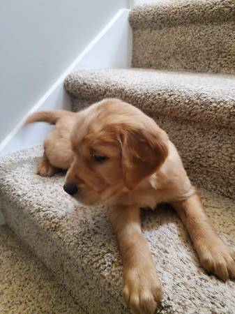 Irish Golden puppy