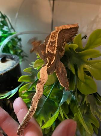 crested gecko