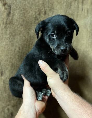 Rescue litter lab/shepherd puppies and mini Aussie/heelers