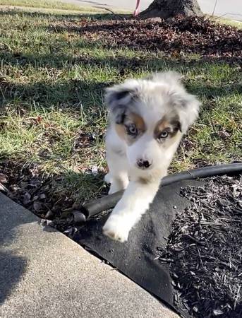 Australian Shepherd Mini Pup