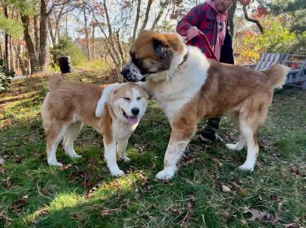 Central Asian Shepherd Puppies