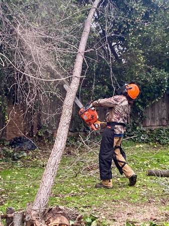 Tree Removal -Arborist- Hazardous Tree