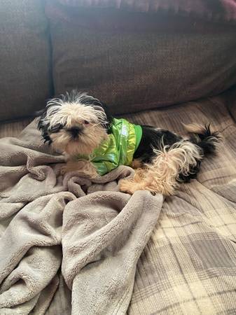 shihzhu