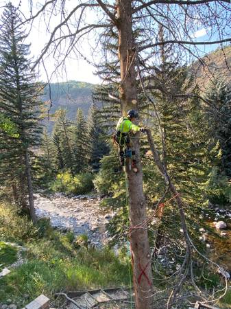 Arborist Services / Trees Cut Down & Bucked