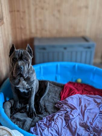 Cane Corso/Italian Mastiff Puppies