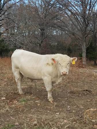 Charolais Bulls