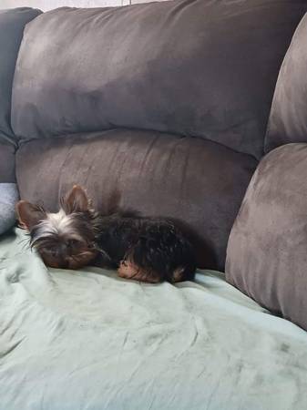 8m old an 7 week old yorkie males