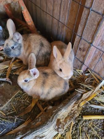 Bunnies ready for a home